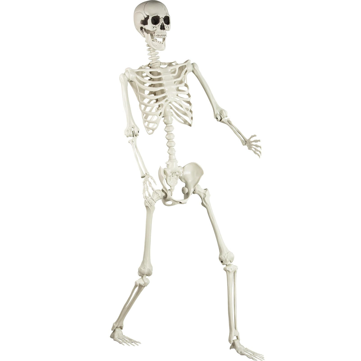 5.4 ft Posable Life Size Skeleton with Movable Joints J392
