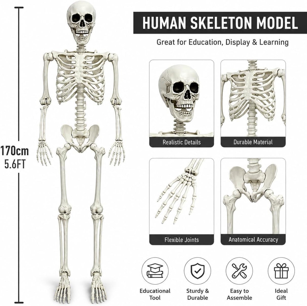 5.4FT Life Size Posable Human Skeleton with Movable Jaw Z73135