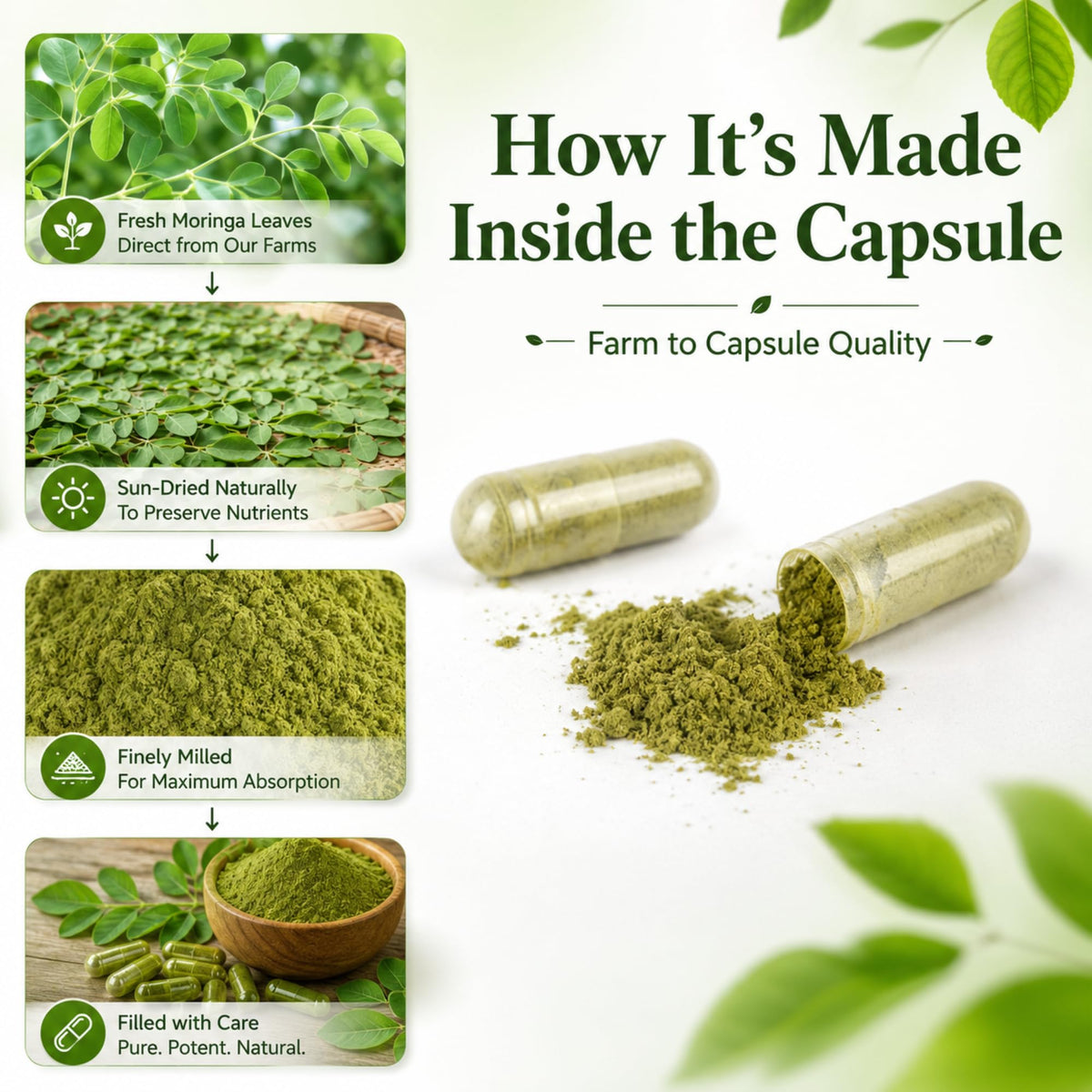 Organic Moringa Capsules 800mg 120 Count M4920